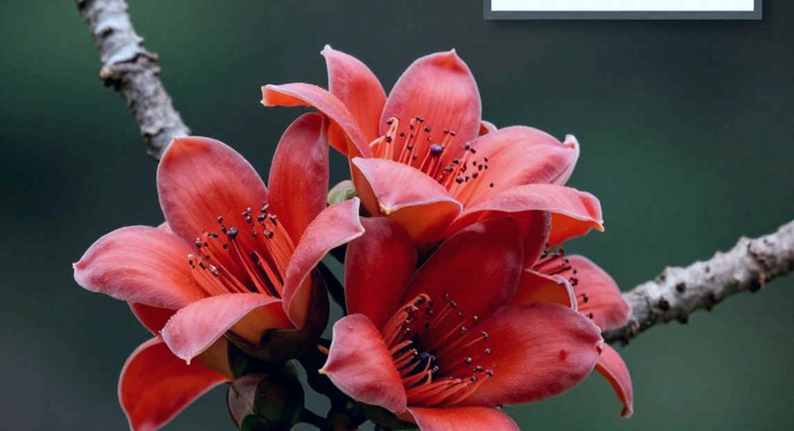 ঘড়ি ছাড়া পদক: এশিয়ান গেমস ২০২৬-এর ষষ্ঠ দিনে ভারতের অ্যাথলেটিক্স ফলাফলের ডেটা-পাঠ
